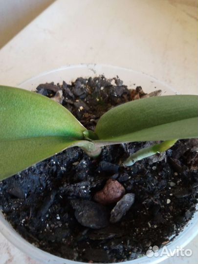 Орхидея фаленопсис