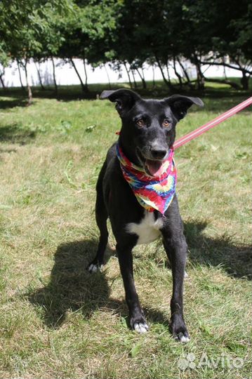 Багира прекрасный компаньон для человека