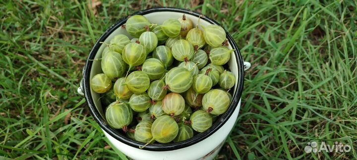 Крыжовник ягоды