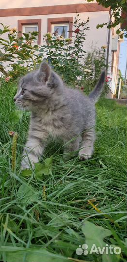 Милый котенок мальчик в дар