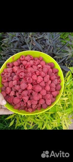 Малина рассада