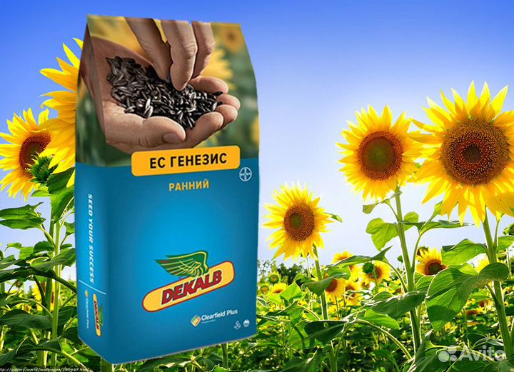 Гибриды семена подсолнечника Байер