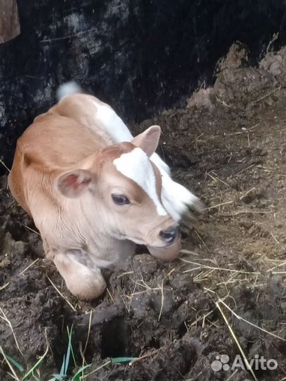 Джерсейская корова