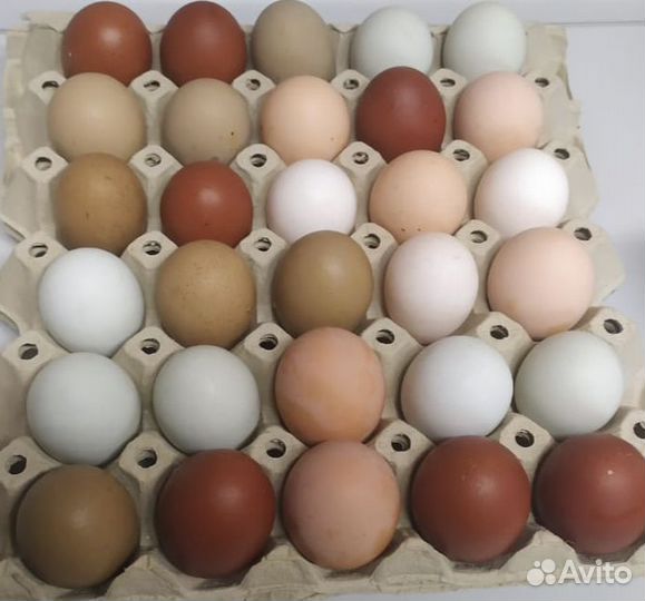 Яйцо инкубационное