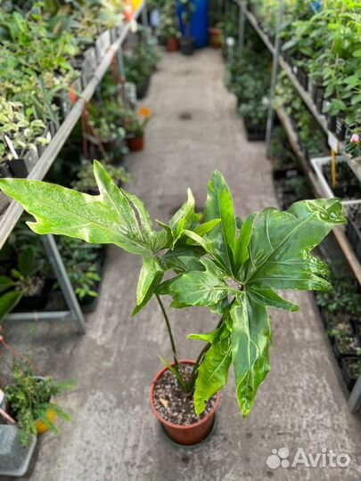 Филодендрон Африка, Тортум, Верукозум и другие