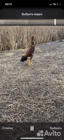 Бойцовая птица