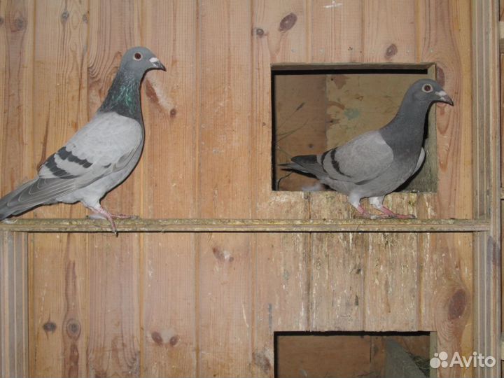 Продаются голуби