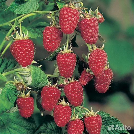 Саженцы малины