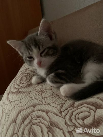 Котята отдам даром