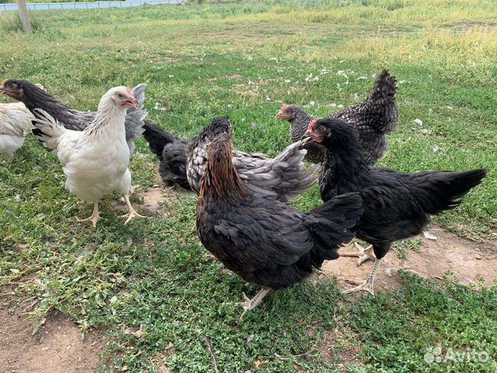 Куры доминант