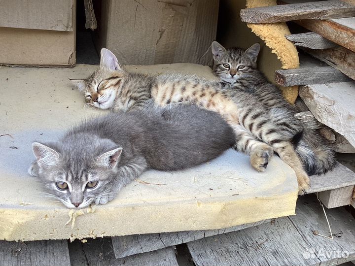 Котята в добрые руки