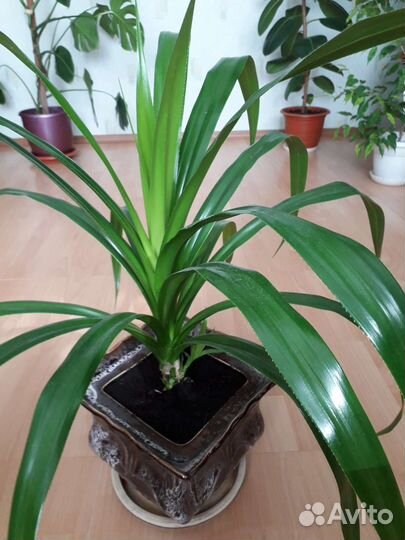 Пальма панданус