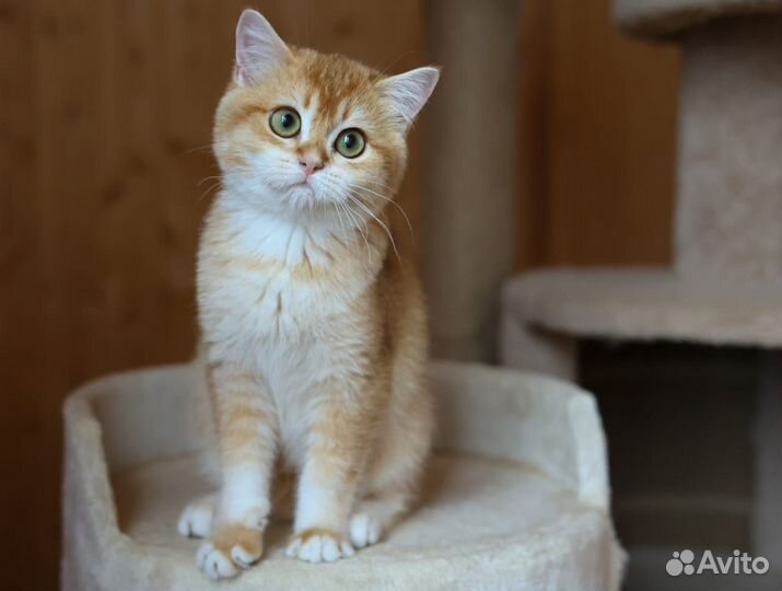 Британская кошка