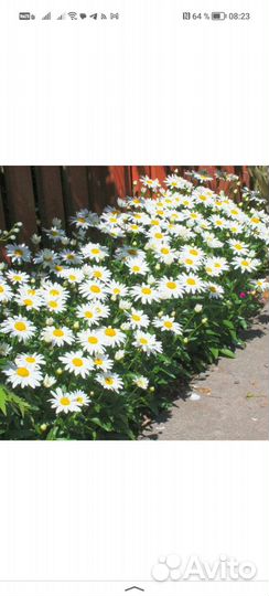 Дендробиум