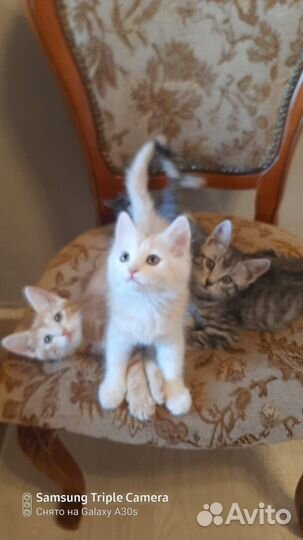 Отдам котят