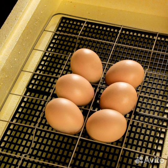 Инкубатор Золушка до 28 яиц автоматический 220/12