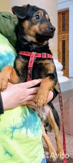 Мелкие собаки- пёс Кардинал и Бронислава-Броня