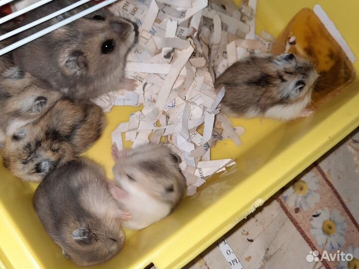 Джунгарский хомяк
