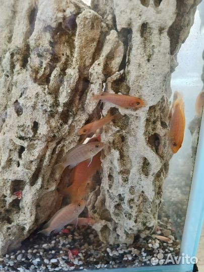 Лабидохромис Еллоу