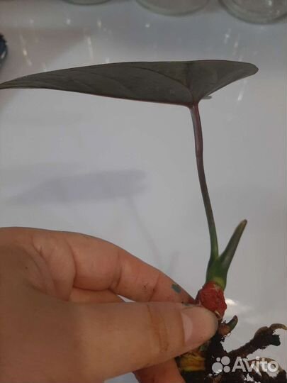 Антуриум Блек Париж