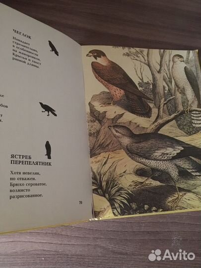 Детская энциклопедия росмэн