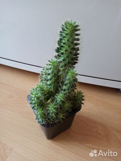 Кактусы Маммилярия