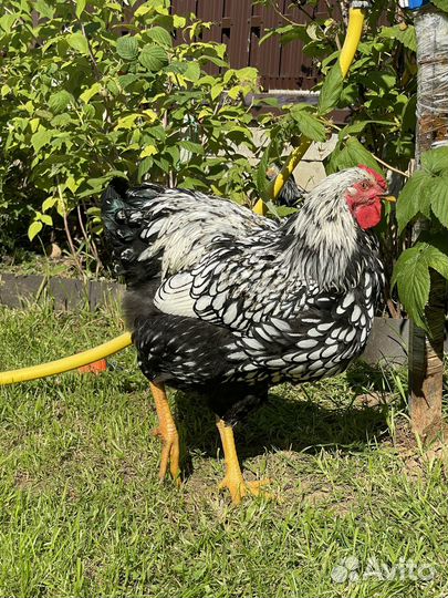 Петух виандот