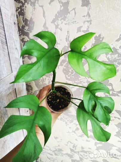 Монстера рафидофора минима