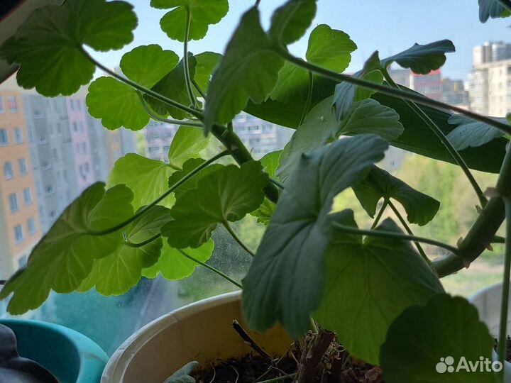 Рассада горького перца и молочай