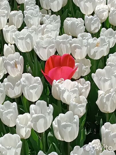 Няня 3 дня, Батайск