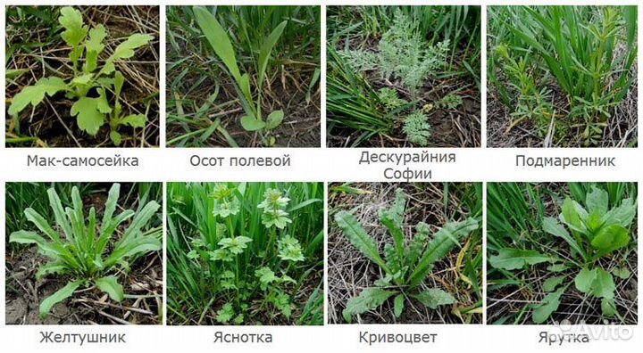 Бомба, вдг (гербицид)