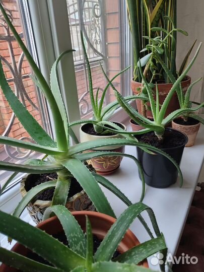 Цветок алоэ вера