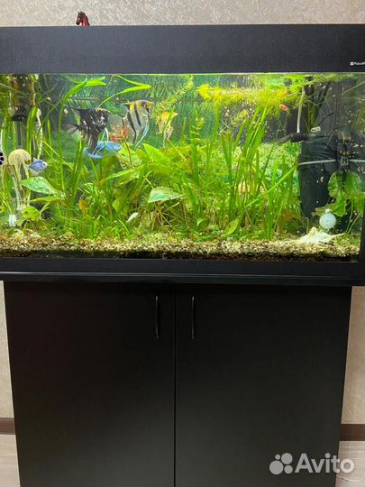 Аквариум