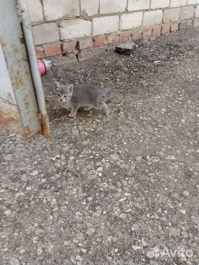 Котята в добрые руки бесплатно
