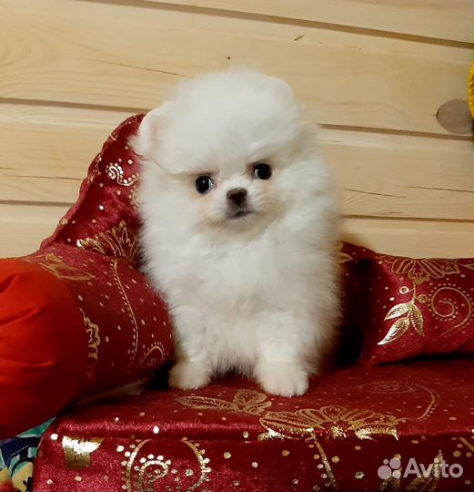 Белый мини померанчик