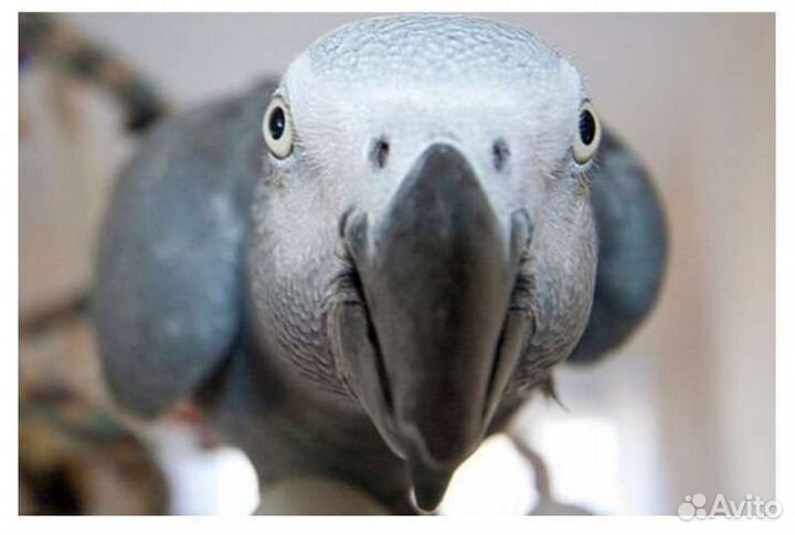 Продам попугая