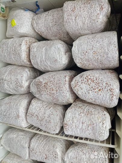 Мицелий вешинки зерновой