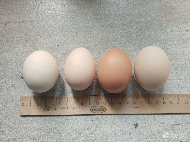 Яйцо инкубационное домашнее, несушки