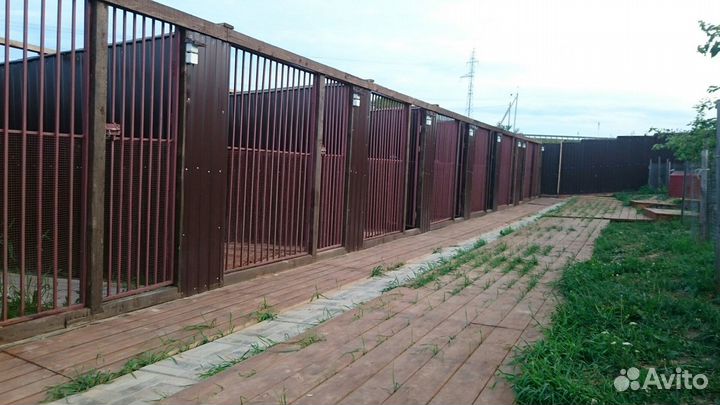 Передержка собак, зоотакси