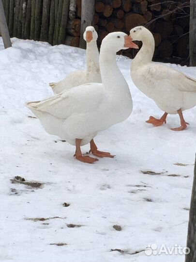 Гуси линда семьями