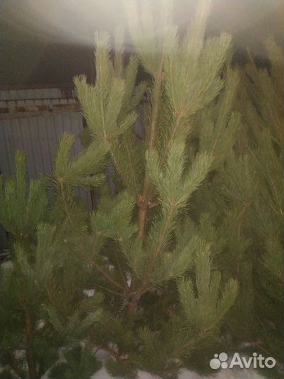 Натуральные пышные ёлочки(сосны),подставки на дом