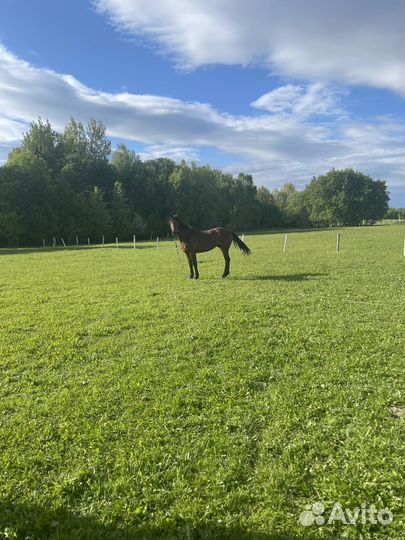 Жеребец 3 года