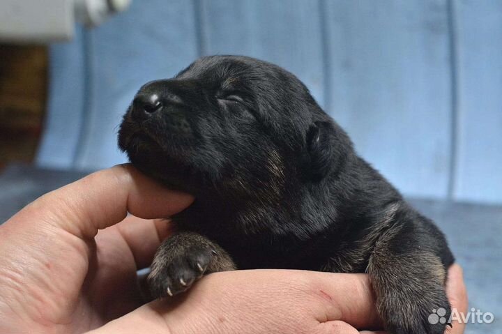 Дрессировка (фигурант), консультации по кинологии