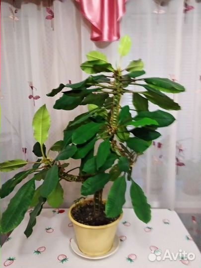 Комнатные цветы