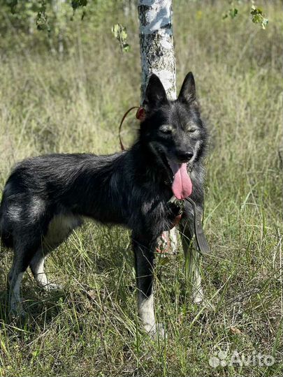 Необычный терьерчик