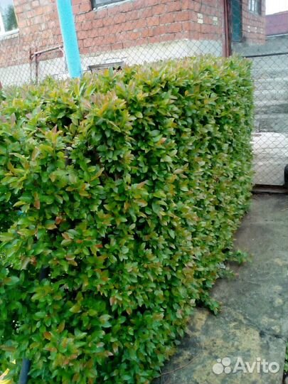 Кизильник блестящий