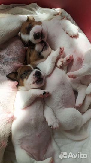 Щенки джек рассел терьер гладкошерстные