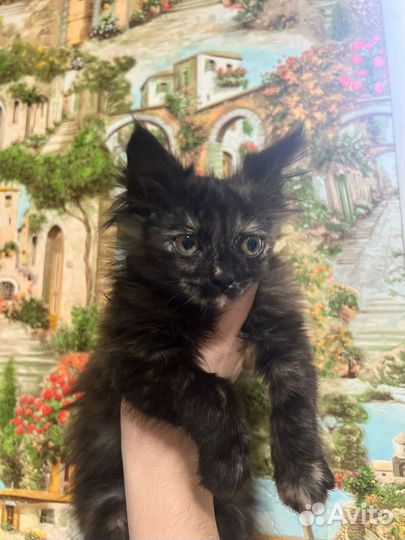 Пушистик в добрые руки