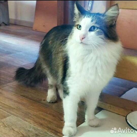 Ищем хозяев для кота-мышелова