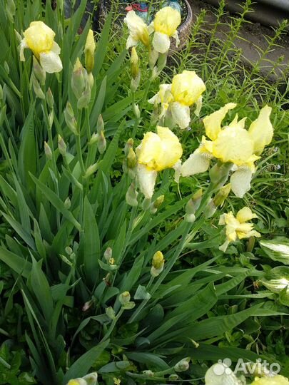 Хоста, ирисы